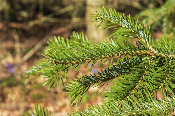 Close up at a green Veitch's fir (Abies veitchii) branch with green needles a sunny summer day