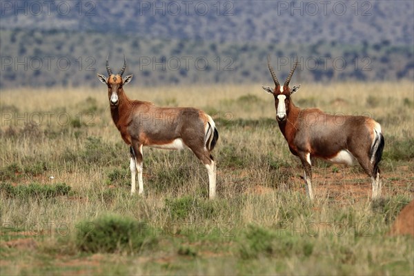 Bontebok (Damaliscus pygargus), adult, subadult, two, foraging, Mountain Zebra National Park, South