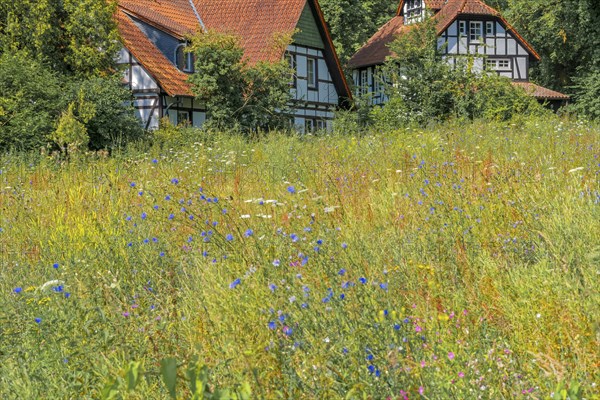 Wildflower meadow Half-timbered farmhouse Bad Oexen Germany