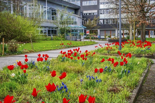 District Schauburg Spring with tulips Stadthagen Germany