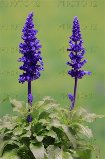 Mealycup sage (Salvia farinacea), flowering, Elllerstadt, Germany, Europe