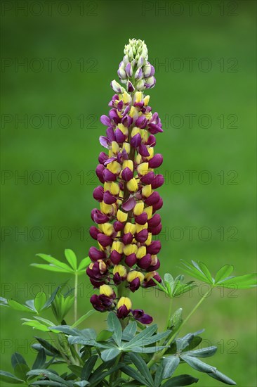 Large-leaved lupin (Lupinus polyphyllus), perennial lupin, flowering, Elllerstadt, Germany, Europe
