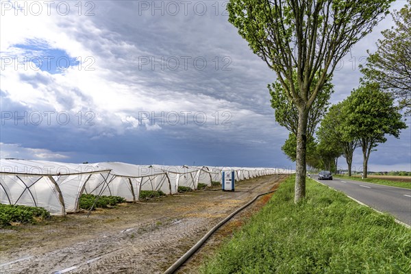 Agriculture, large areas with foil tunnel, for the cultivation of strawberries, south of Lövenich,