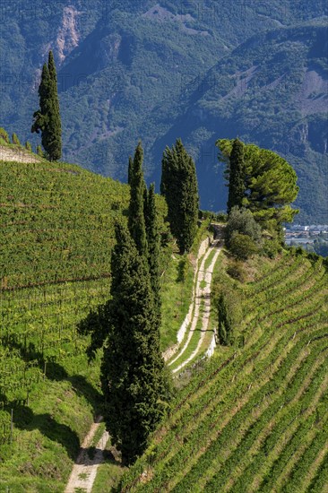 Landscape in the Adige Valley, in South Tyrol, above the village of Tramin, vineyards dominate the