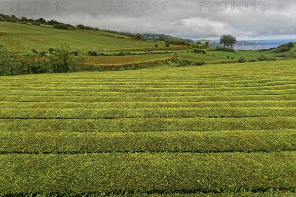 Hilly green tea plantation under a cloudy sky with a distant view of the sea, tea cultivation and