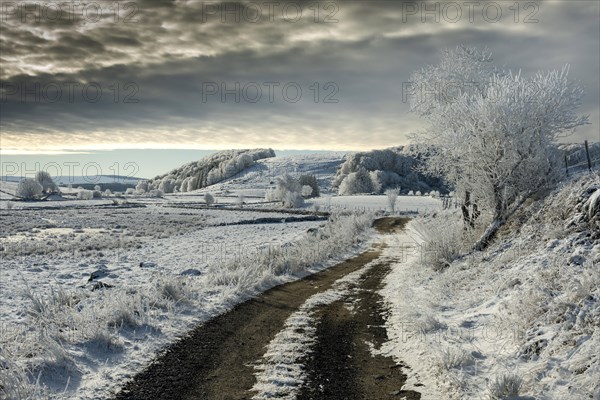 Path on Aubrac plateau in winter. Lozere. Occitanie. France