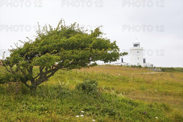 South Foreland Lighthouse, lighthouse, hawthorn (Crataegus), windbreaker, White cliffs of Dover,