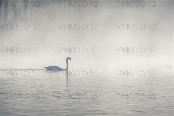 Mute swan (Cygnus olor) silhouette in the morning mist on the water of a lake. Bas-Rhin, Alsace,
