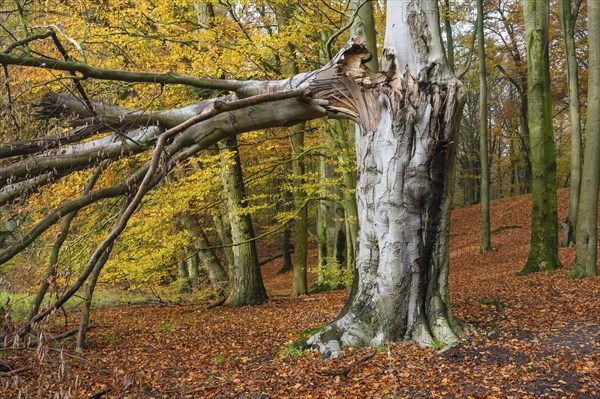 Beech forest on the Hohe Ufer on the Hunte near Dötlingen, forest, windthrow, Huntepadd, Dötingen,