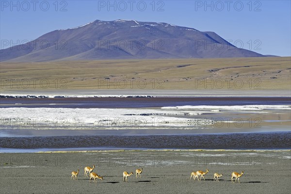 Vicuñas (Vicugna vicugna) on the shore of the Laguna Colorada, Red Lagoon, salt lake in the Eduardo