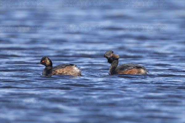 Black necked grebe (Podiceps nigricollis) two adult birds in breeding plumage on a lake, Yorkshire,