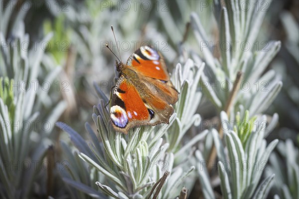 Butterfly Faunauge on your lavender bush, Rippien, Saxony, Germany, Europe