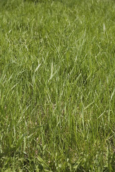 Close-up of neglected and in need of mowing Poa pratensis Kentucky bluegrass lawn in spring,