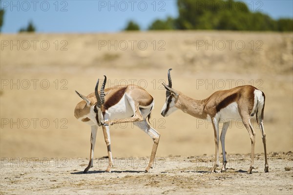 Springboks (Antidorcas marsupialis), standing in the dessert, captive, distribution Africa