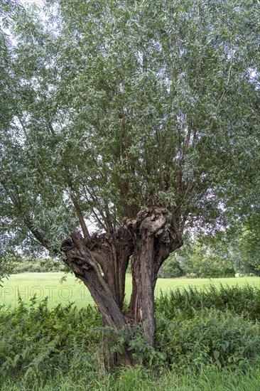 Duisburg Friemershein, floodplain along the Rhine, nature reserve Rheinaue Friemersheim, pollarded