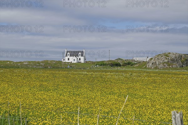 Lonely white house stands in the middle of a yellow flower meadow under a cloudy sky, Iona, Inner