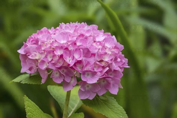 Hydrangea, Hydrangea, North Rhine-Westphalia, Germany, Europe
