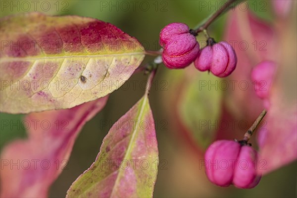 European spindle bush (Euonymus europaeus), Emsland, Lower Saxony, Germany, Europe