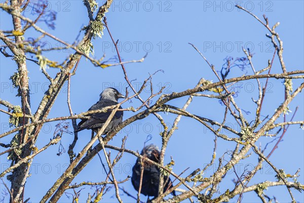 Western jackdaw (Coloeus monedula) sitting on branch in a treetop in the sunshine with a clear blue