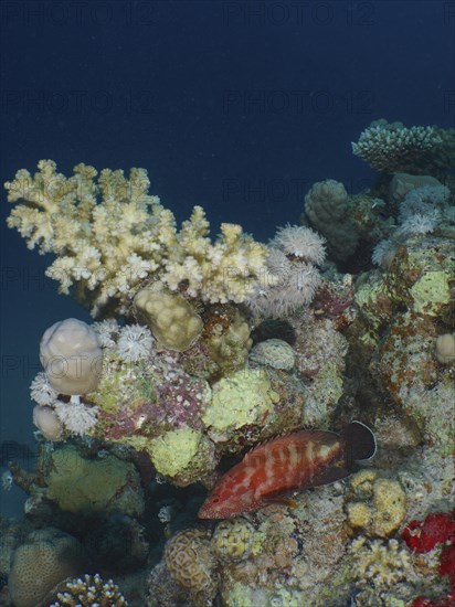 Jewelled grouper (Cephalopholis oligosticta), broccoli tree (Litophyton arboreum) and various stony