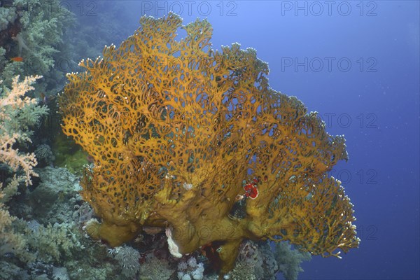 Net fire coral (Millepora dichotoma), net fire coral, dive site Shaab Marsa Alam, Red Sea, Egypt,