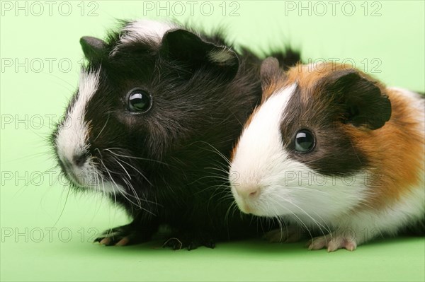 Two guinea pigs, rodent, guinea pig, studio