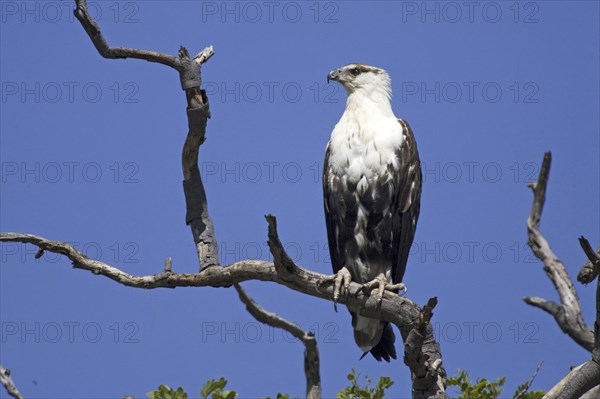 Lesser spotted eagle, (Haliaetus vocifer) Lesser spotted eagle uncoloured, on perch, Caprivi,
