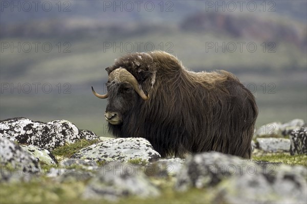 Musk ox, (Ovibos moschatus), Scandinavia