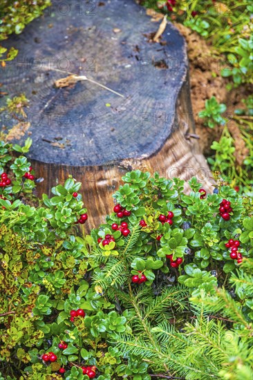 Red Lingonberry (Vaccinium vitis-idaea) growing by a tree stump on the forest ground at autumn