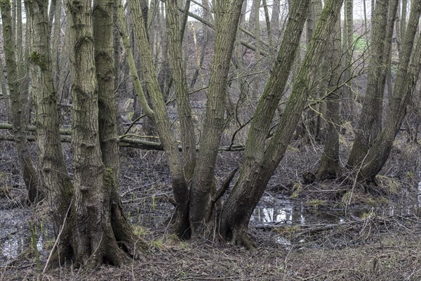 Alder quarry forest (Alnus glutinosa), Emsland, Lower Saxony, Germany, Europe