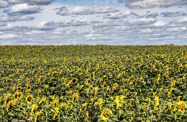 Sunflowers in a field, Landin