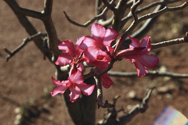 South Ethiopia, desert roses, Adenium, are a plant genus of the dogbane family, Apocynaceae, tree