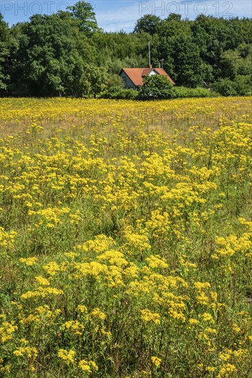 Common Ragwort (Jacobaea vulgaris), highly toxic plant in a meadow in Snogeholm, Sjöbo