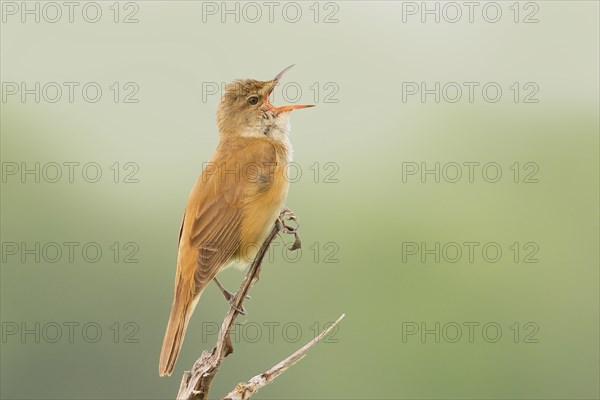 Great Reed Warbler (Acrocephalus arundinaceus), singing male on a singing platform, wildlife,