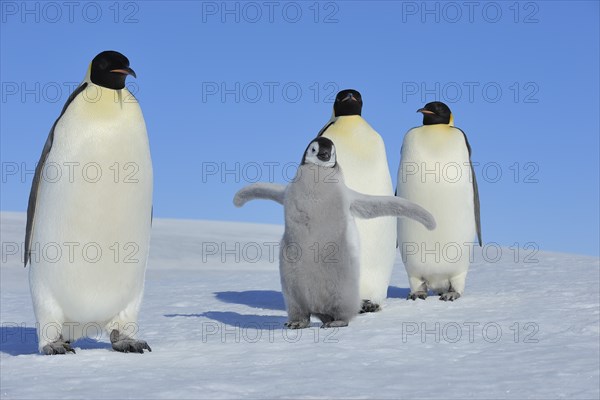 Emperor penguins, Aptenodytes forsteri, Pair with Chicks, Snow Hill Island, Antartic Peninsula,