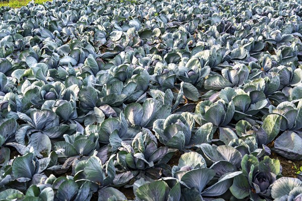 Red cabbage field, growing area in the south of Düsseldorf, Volmerswerth district, on the Rhine,