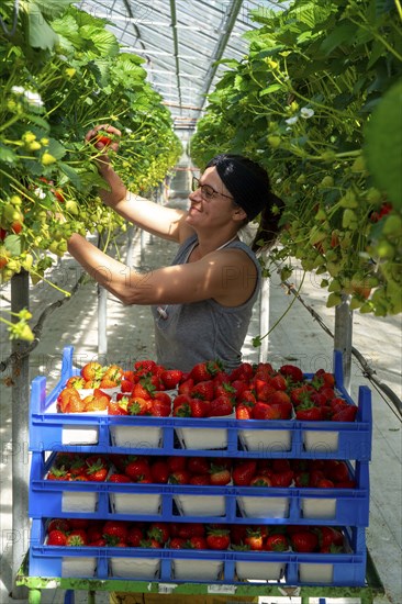 Harvesting strawberries, harvest helper, strawberry cultivation in the greenhouse, young strawberry