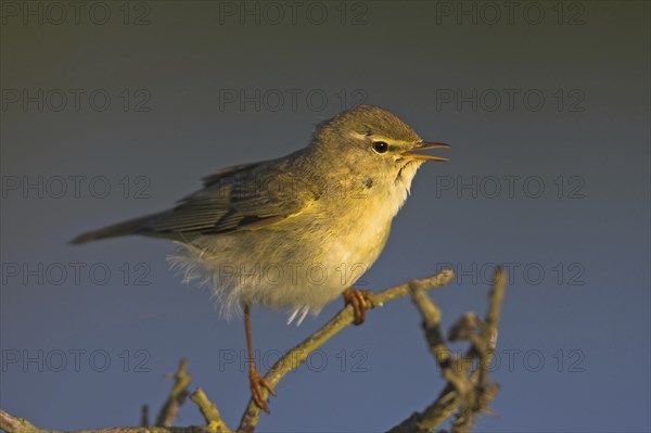 Willow warbler (Phylloscopus trochilus), Heligoland, Erpolzheim, Rhineland-Palatinate, Federal
