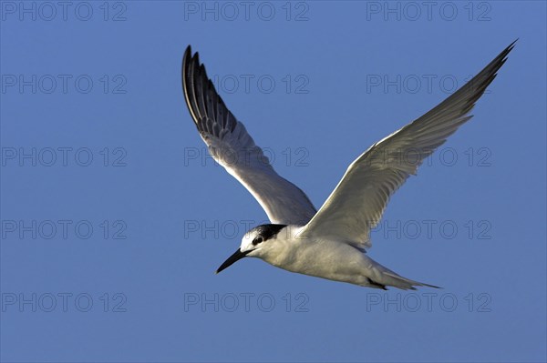 Sandwich tern (Sterna sandvicensis), Bowman's Beach, Sanibel Island, Florida, USA, North America