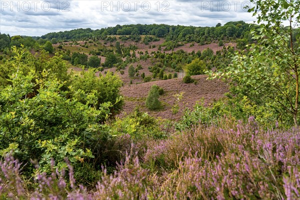 Flowering heath, heather and juniper bushes, in the Totengrund, near the village of Wilsede, in the