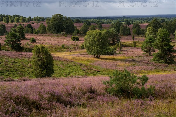 Flowering heath, heather and juniper bushes, near Wilseder Berg, in the Lüneburg Heath nature