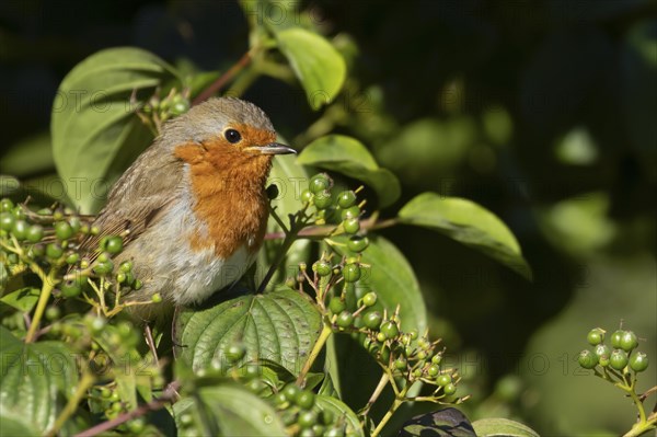 European robin (Erithacus rubecula) adult bird in a Dogwood tree in the summer, Suffolk, England,