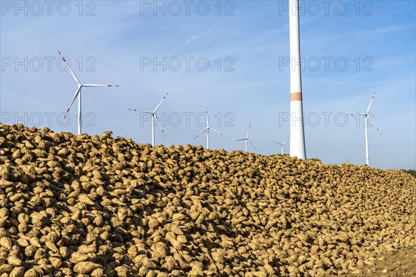 Agriculture, sugar beets are stacked at the edge of the field after harvesting, beet pile,