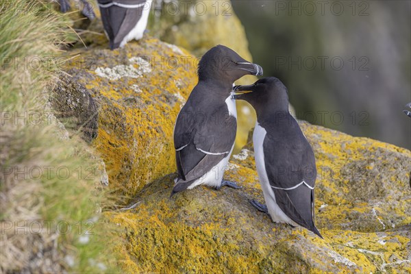 Razorbill (Alca torda), pair interacting with each other, Latrabjarg, Westfjords, Iceland, Europe