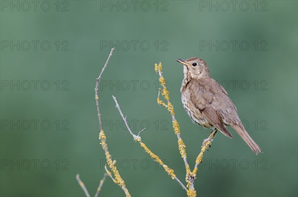 Song thrush (Turdus philomelos), Lower Saxony, Germany, Europe