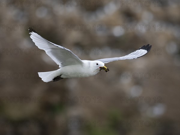 Black-legged kittiwake (Rissa tridactyla), adult bird in flight with nesting material in bill, May,