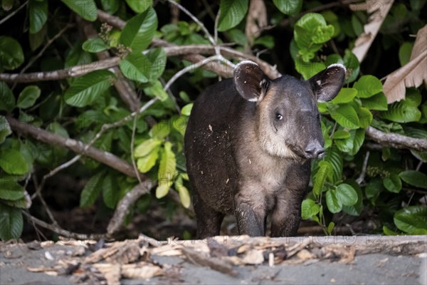 Baird's tapir (Tapirus bairdii), juvenile, in the rainforest, Corcovado National Park, Osa,