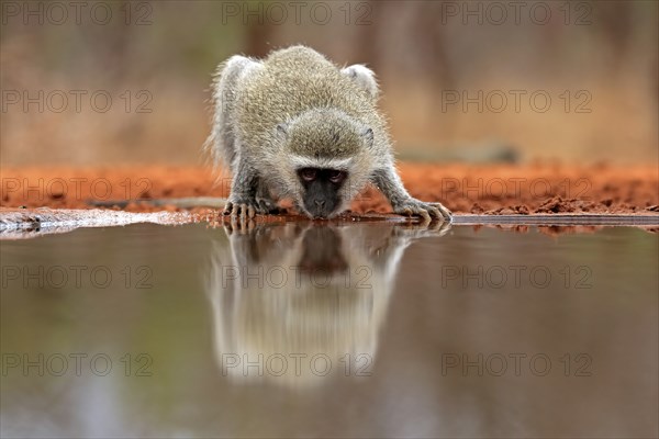 Vervet Monkey (Chlorocebus pygerythrus), adult, drinking, at the water, Kruger National Park,