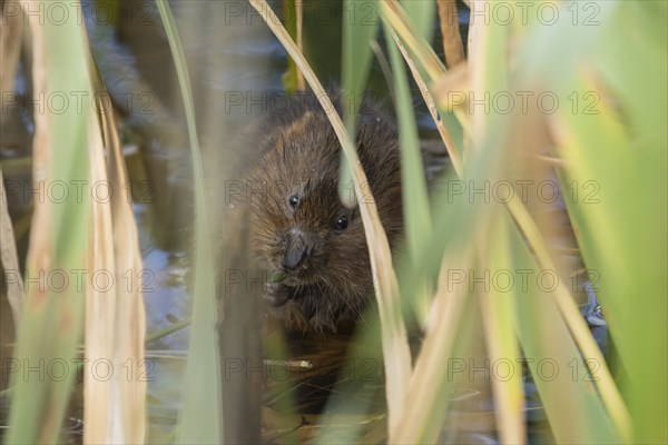 Water vole (Arvicola amphibius) adult animal feeding on a reed plant stem in a pond in the summer,