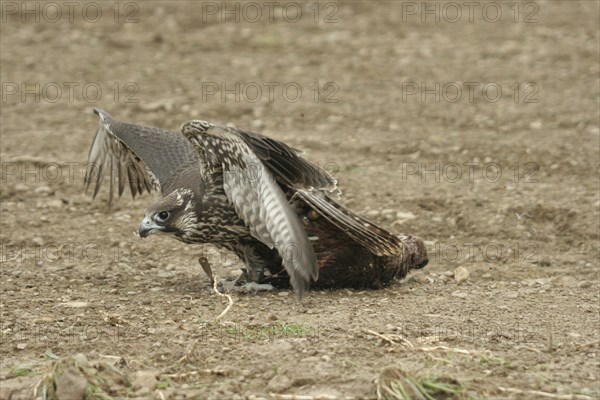 Gerfalcon (Falco rusticolus) young mallard with mallard duck (Anas platyrhynchos) Allgäu, Bavaria,